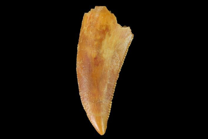 Serrated, Raptor Tooth - Real Dinosaur Tooth #142591